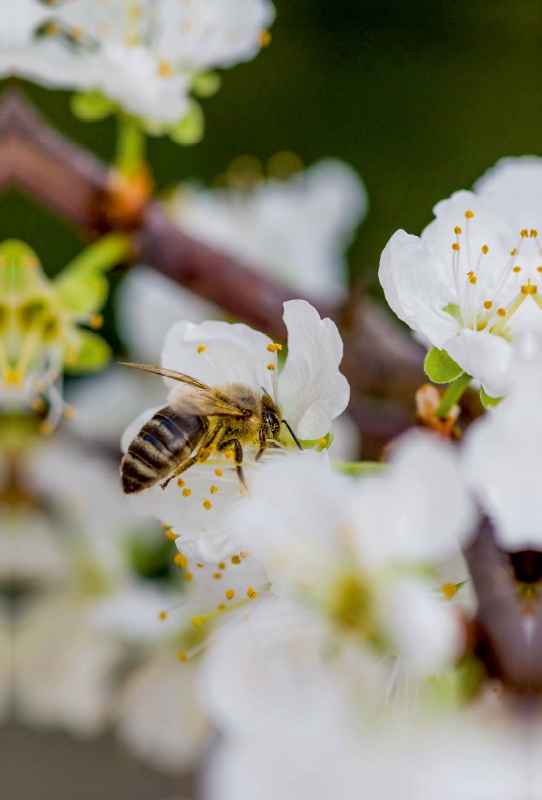 Biene auf Obstblüten