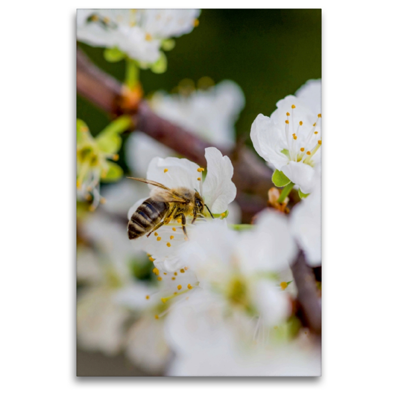 Biene auf Obstblüten