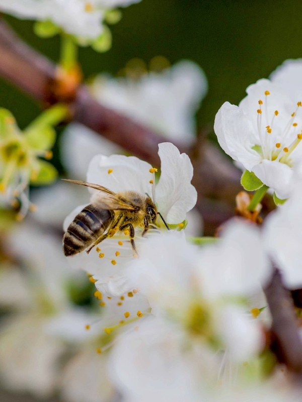 Biene auf Obstblüten