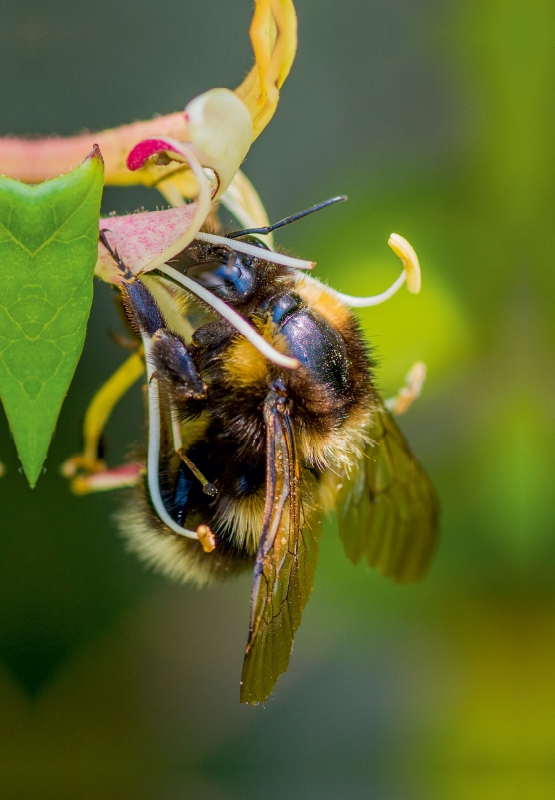 Hummel auf Geißblatt