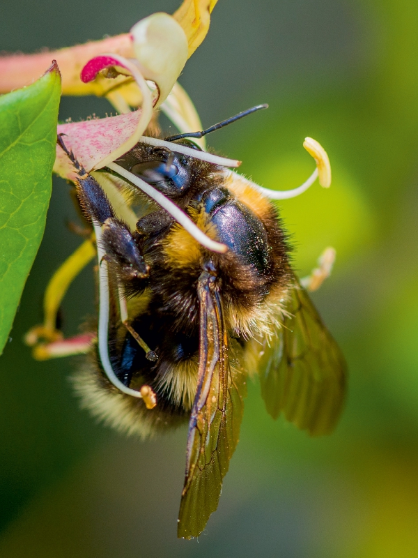 Hummel auf Geißblatt