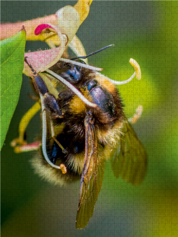 Hummel auf Geißblatt