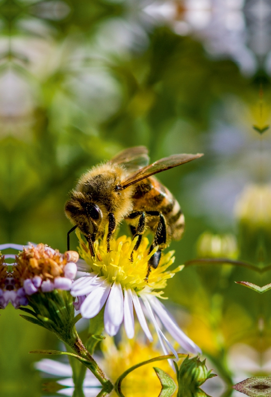 Biene auf Marguerite