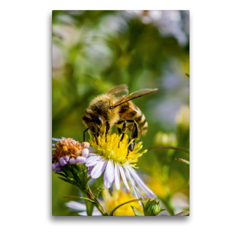 Biene auf Marguerite