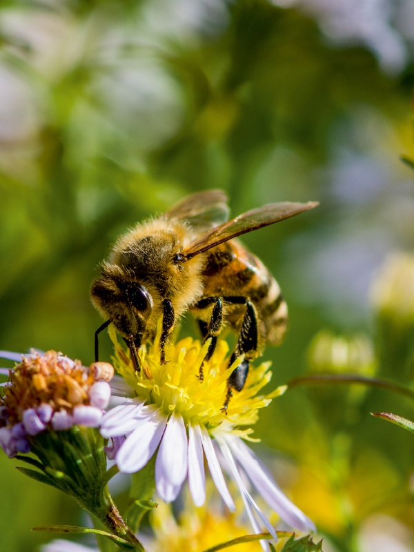 Biene auf Marguerite