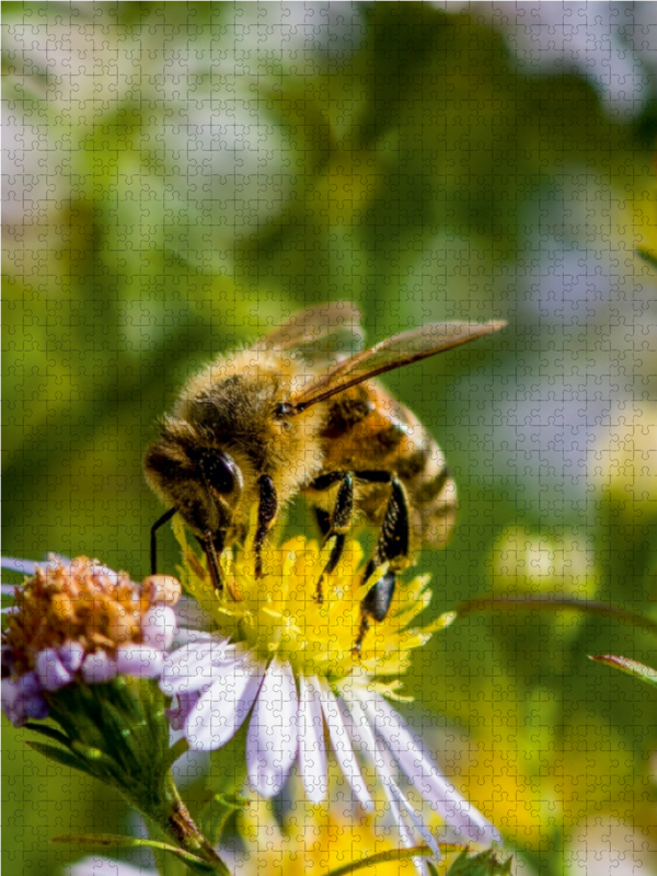 Biene auf Marguerite