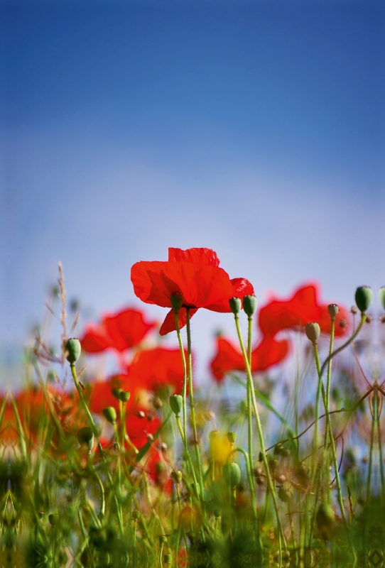 Roter Klatschmohn