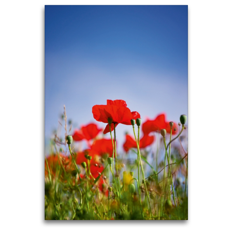 Roter Klatschmohn