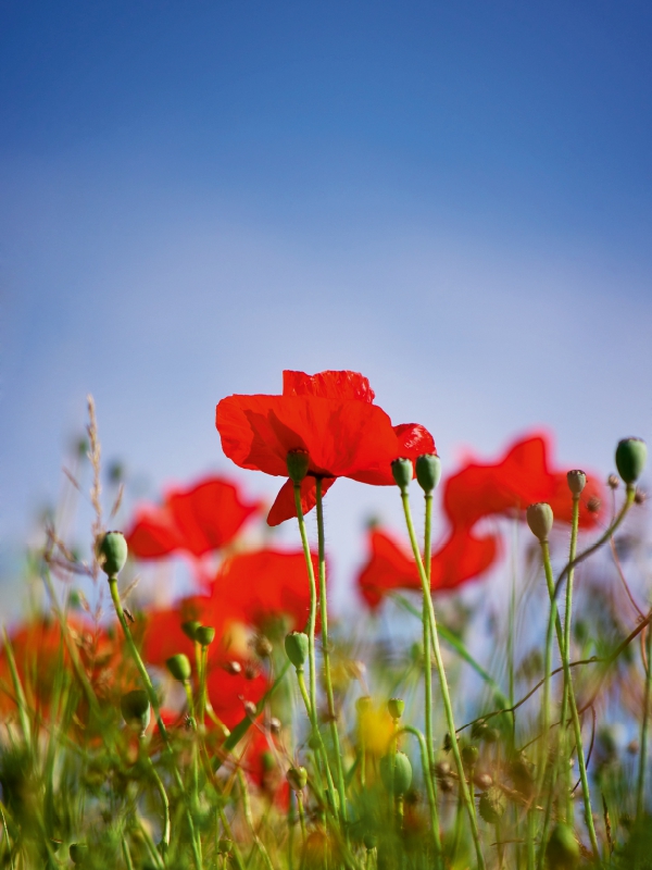 Roter Klatschmohn