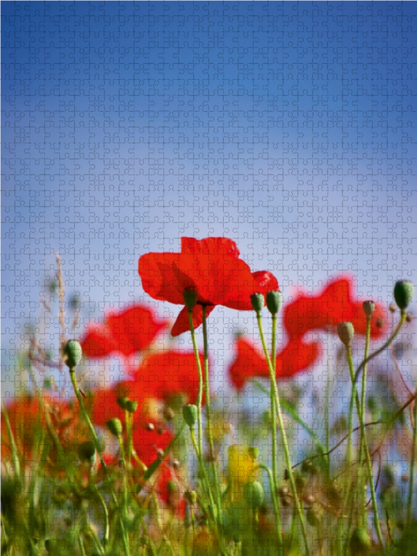 Roter Klatschmohn