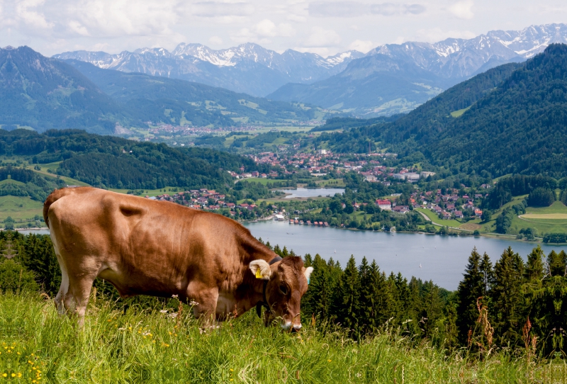 Ein Motiv aus dem Kalender Oberallgäuer Landschaft