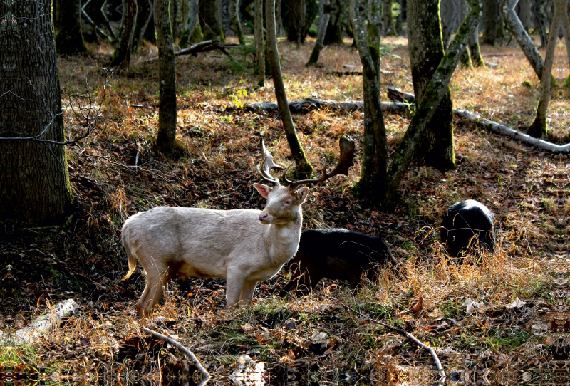 Ein Motiv aus dem Kalender Unterwegs im Landsberger Wildpark