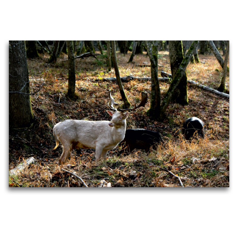 Ein Motiv aus dem Kalender Unterwegs im Landsberger Wildpark