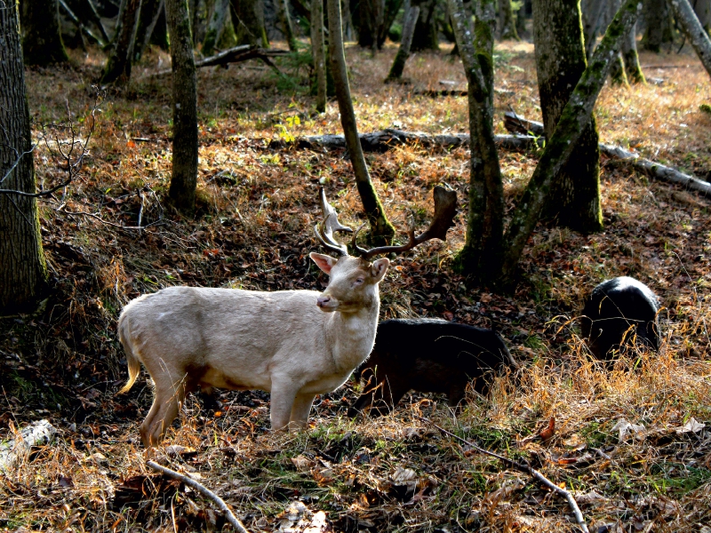 Ein Motiv aus dem Kalender Unterwegs im Landsberger Wildpark