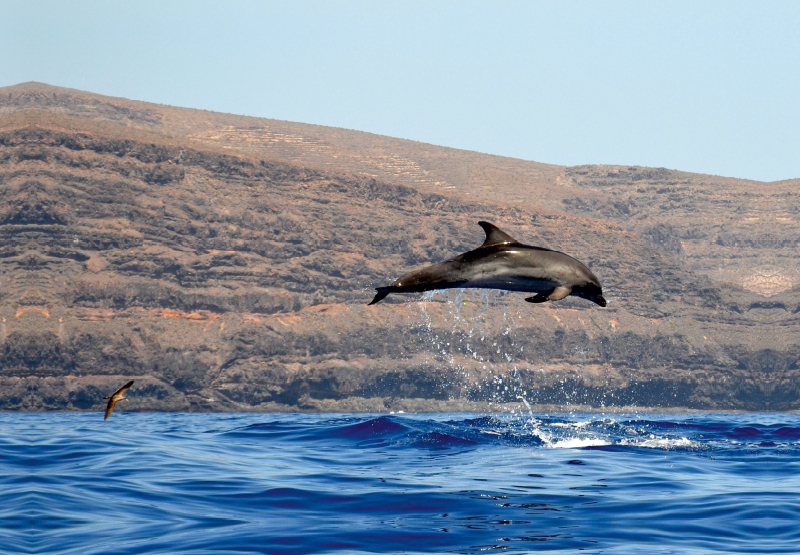 Delfin vor La Gomera