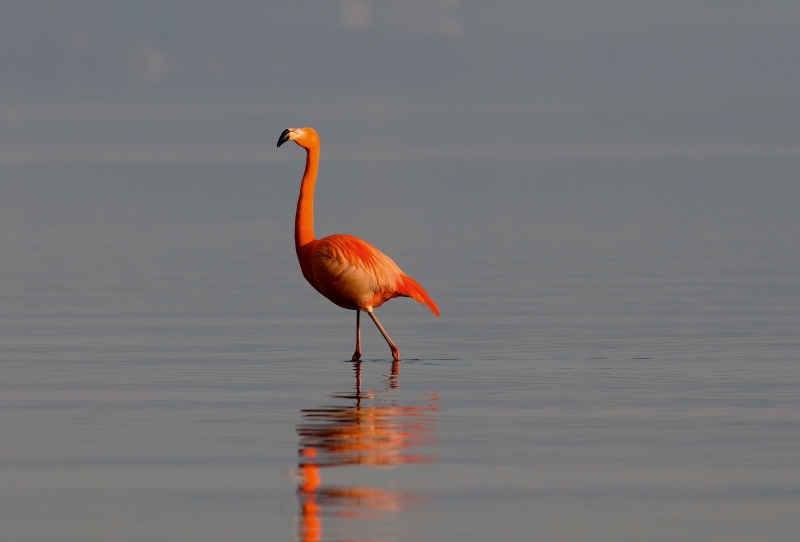 Flamingo am Chiemsee