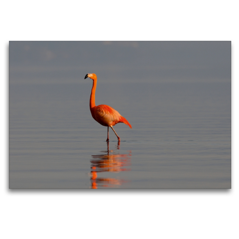 Flamingo am Chiemsee