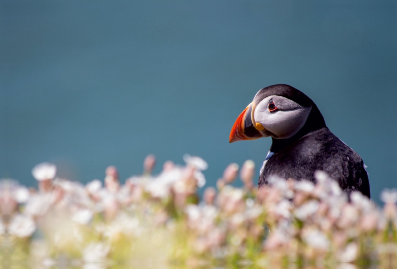 Papageientaucher auf Skomer Island