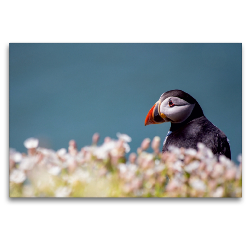 Papageientaucher auf Skomer Island