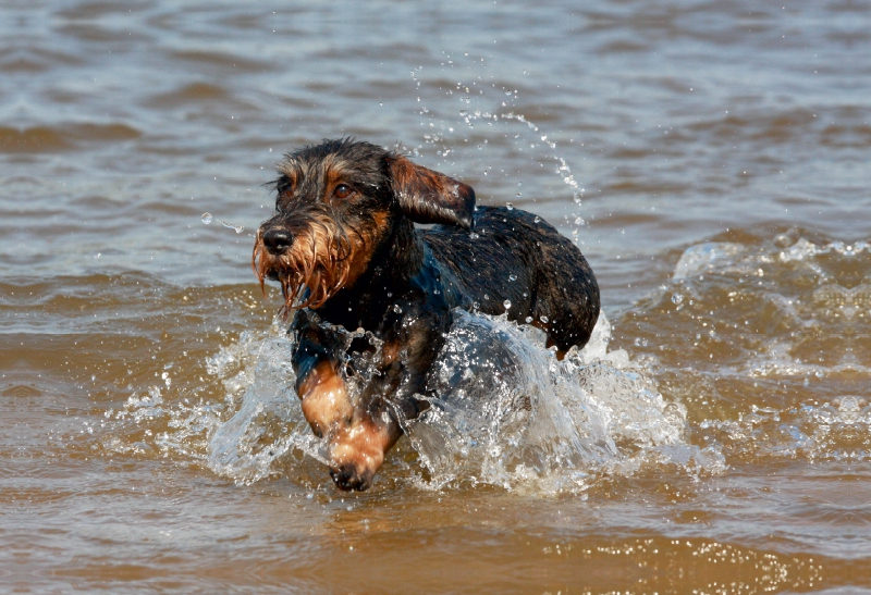 Rauhaardackel beim Wasserspiel