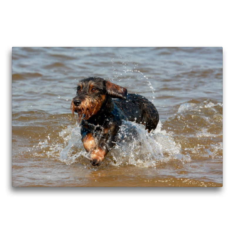 Rauhaardackel beim Wasserspiel