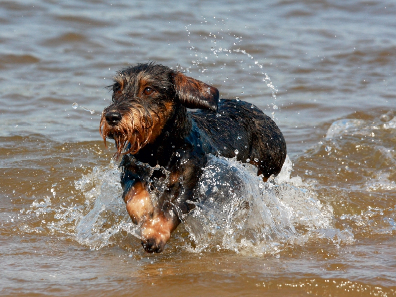 Rauhaardackel beim Wasserspiel