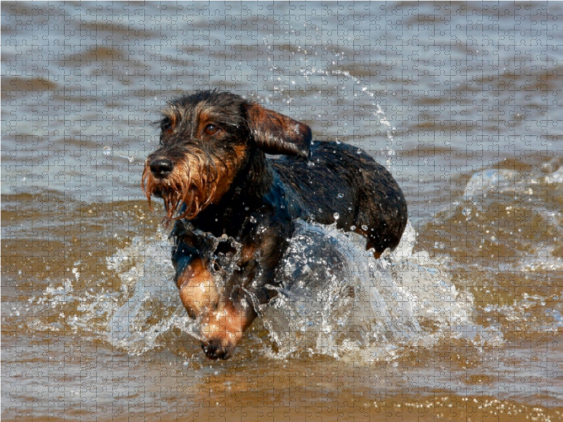 Rauhaardackel beim Wasserspiel