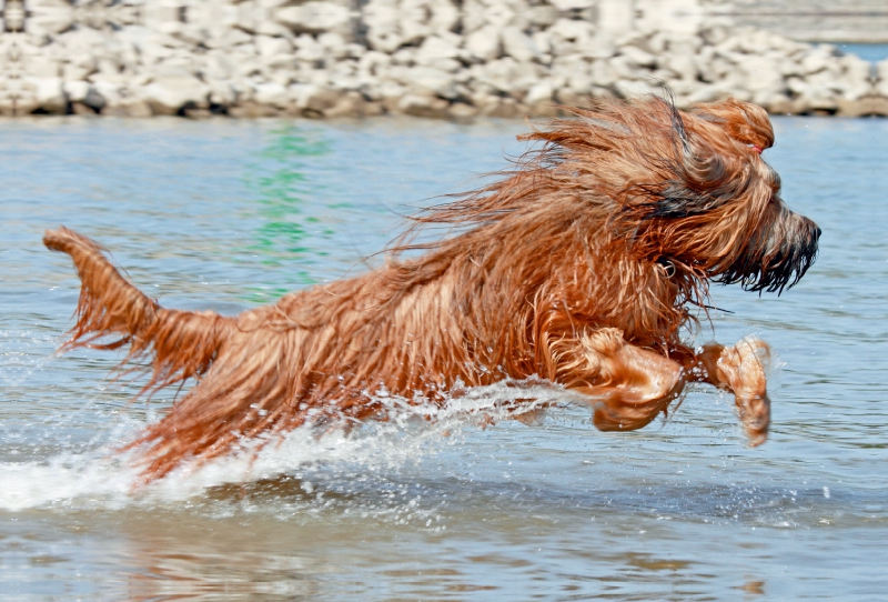 Briard voller Lebensfreude beim spielen