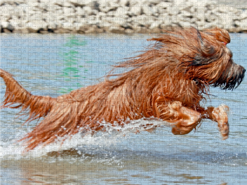 Briard voller Lebensfreude beim spielen