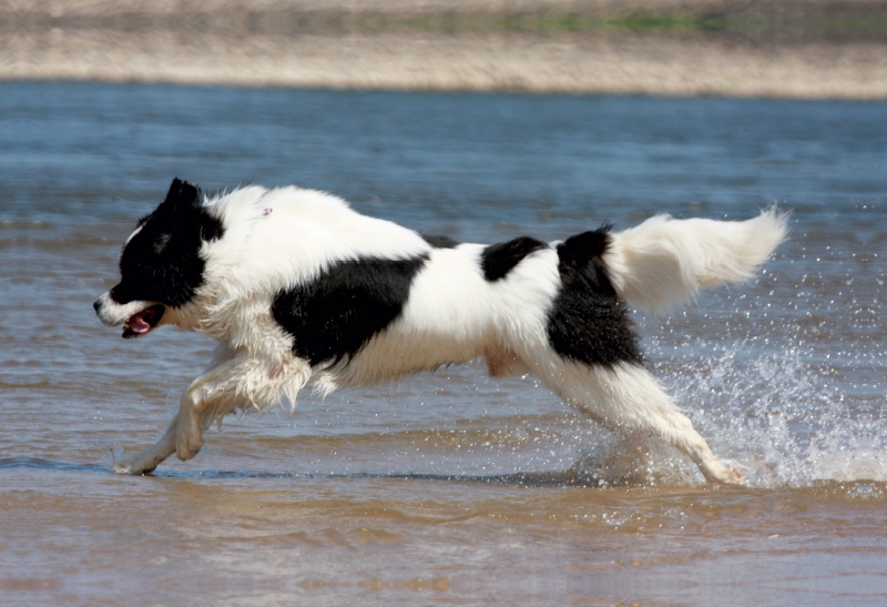 Landseer beim Badespaß