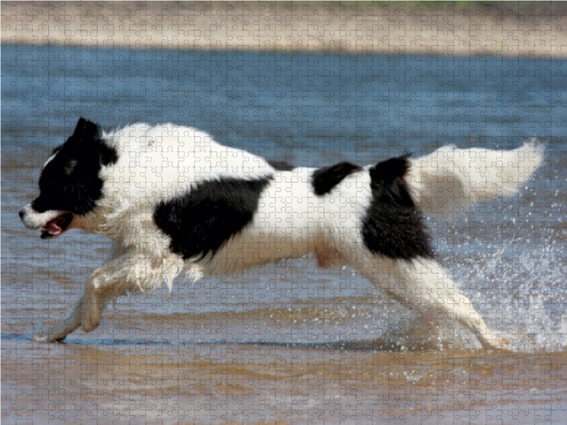 Landseer beim Badespaß