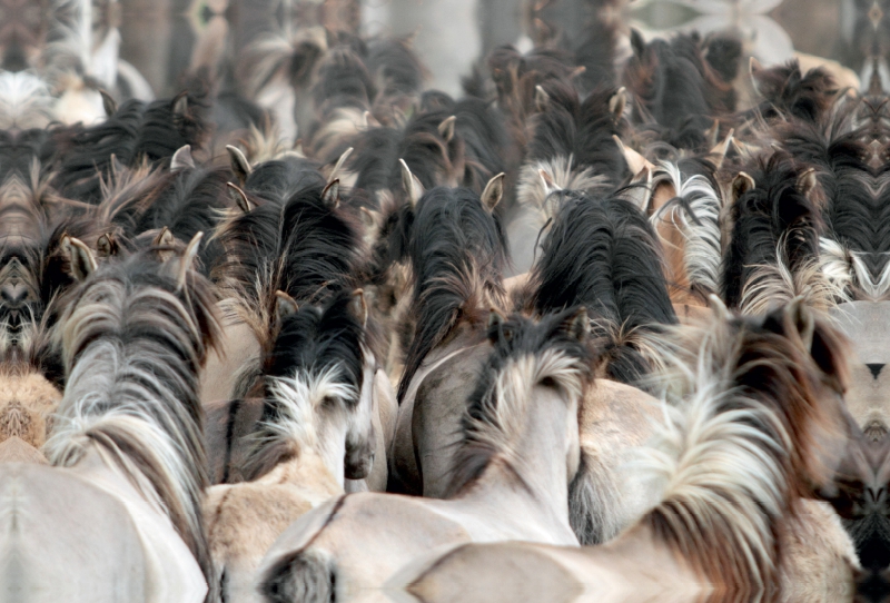 Dülmener Wildpferde