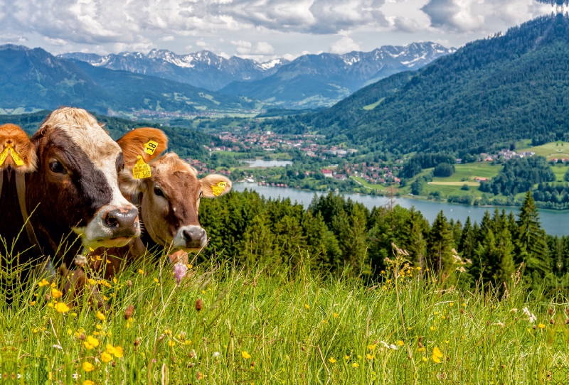 Sicht auf den Alpsee in Immenstadt