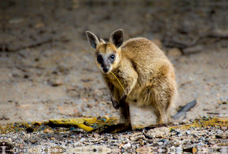 Wallaby - Südaustralien