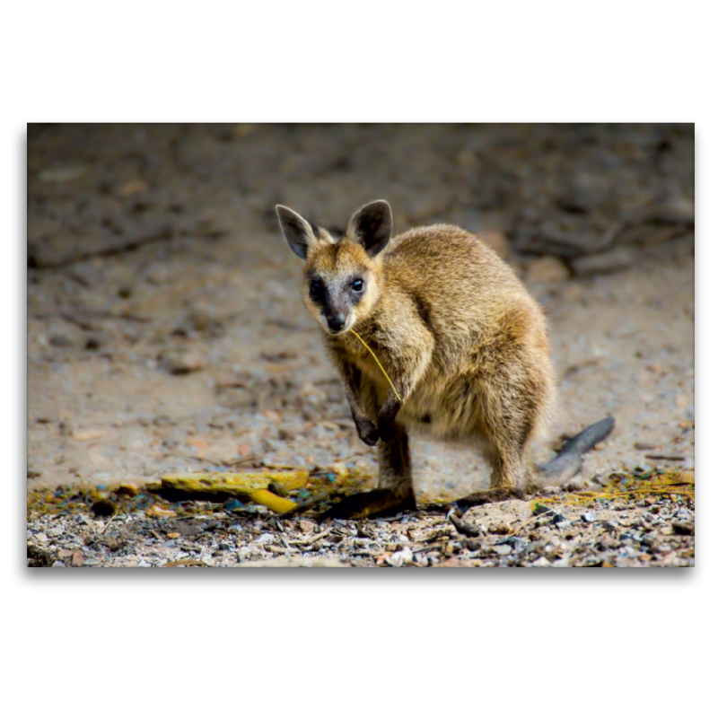 Wallaby - Südaustralien