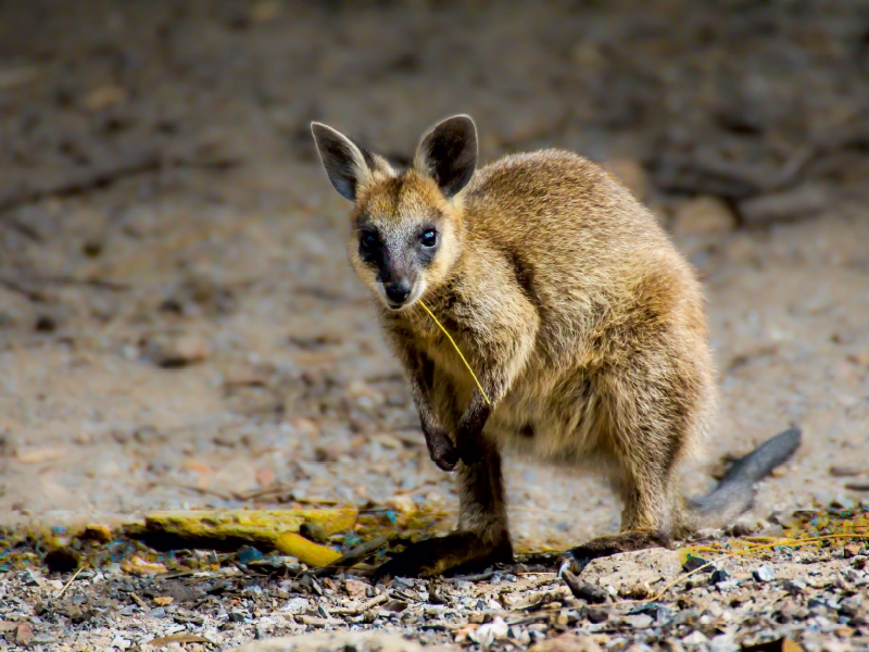 Wallaby - Südaustralien