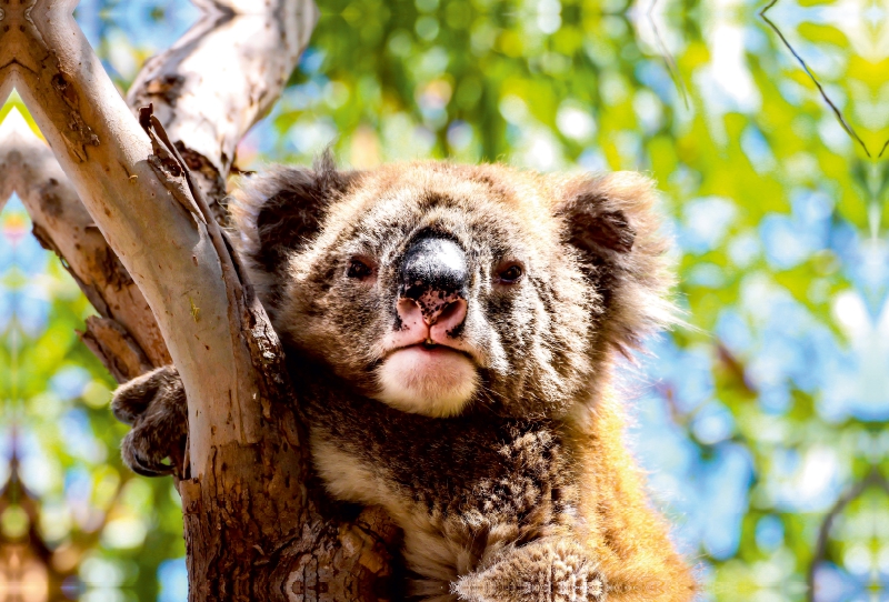 Koalas - Sunshine Coast - QLD