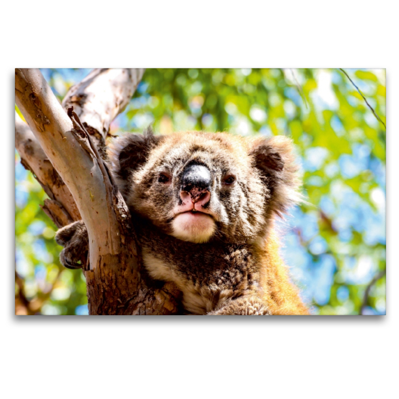 Koalas - Sunshine Coast - QLD