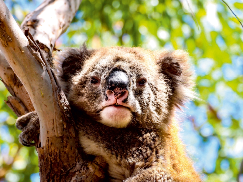 Koalas - Sunshine Coast - QLD