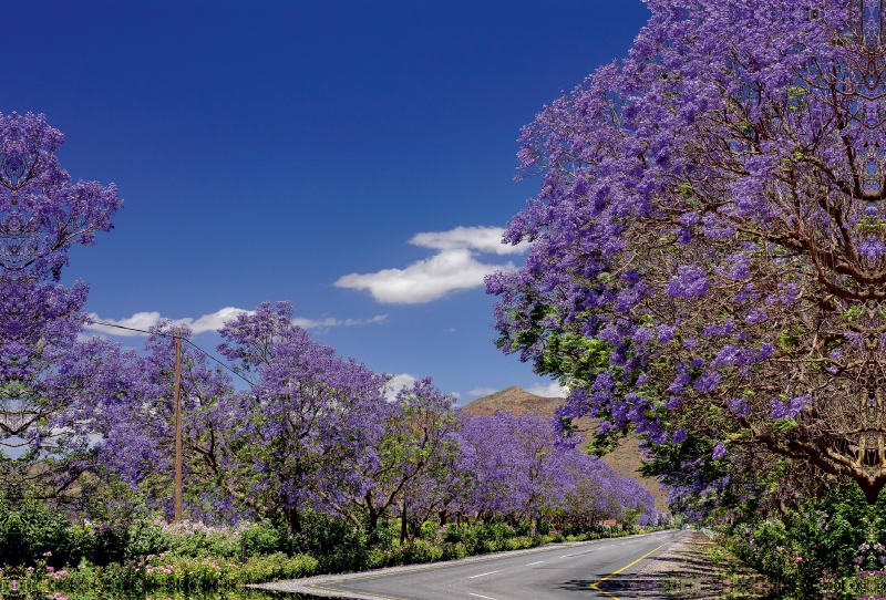 Blühende Jacaranda-Alleen - Bonnievale, Süd-Afrika