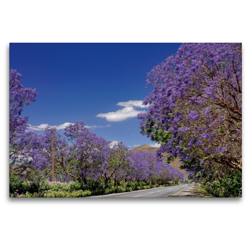 Blühende Jacaranda-Alleen - Bonnievale, Süd-Afrika