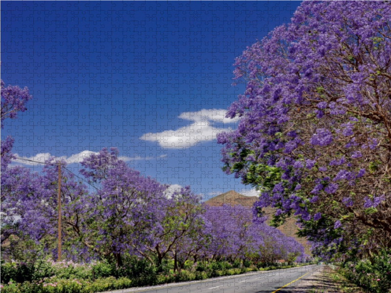 Blühende Jacaranda-Alleen - Bonnievale, Süd-Afrika