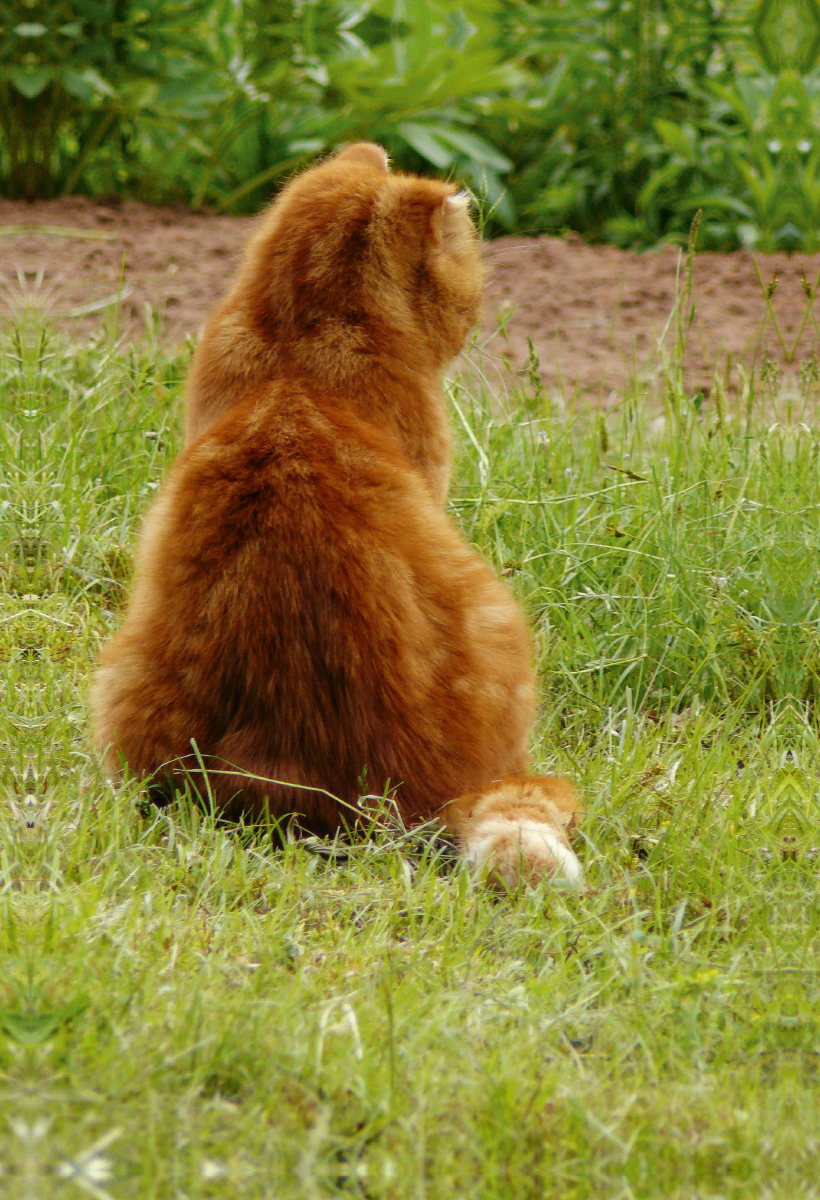 Kater Felix auf Mäusejagd