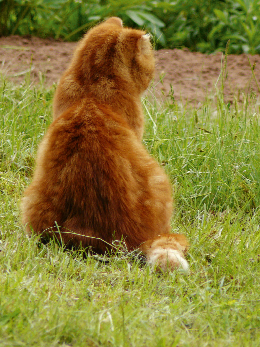 Kater Felix auf Mäusejagd