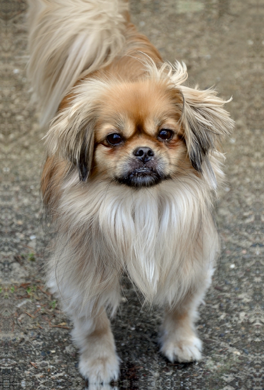 Pekinese