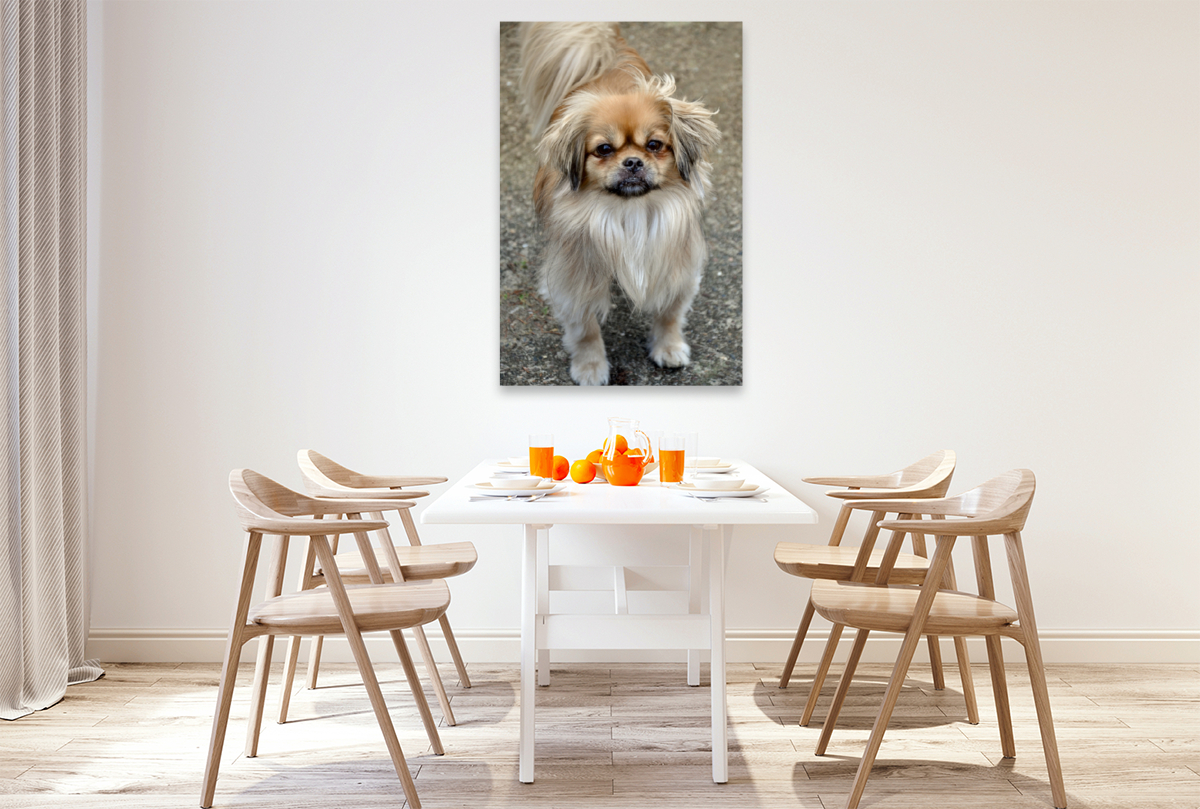 Pekinese