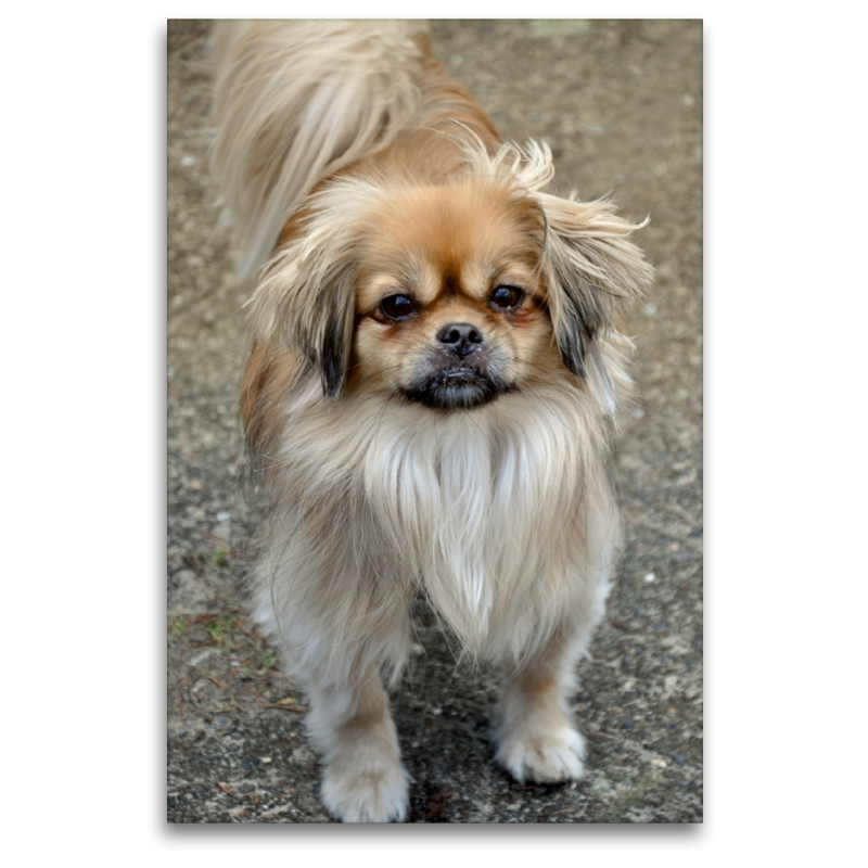 Pekinese