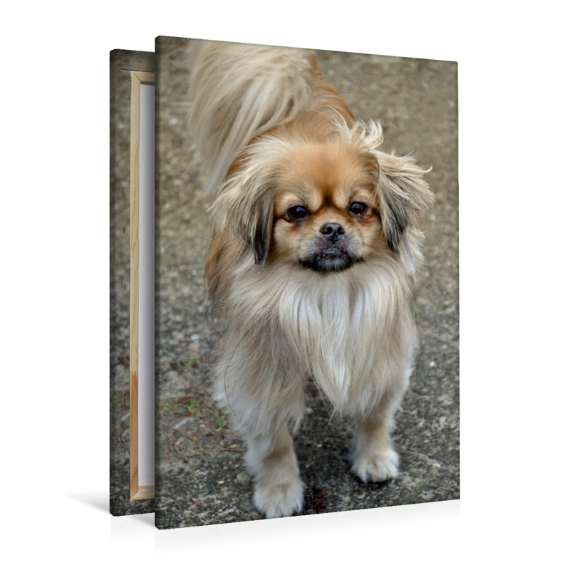 Pekinese