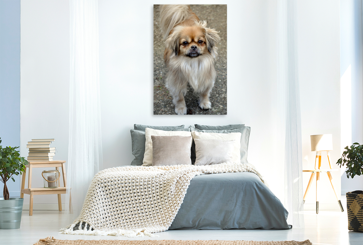 Pekinese