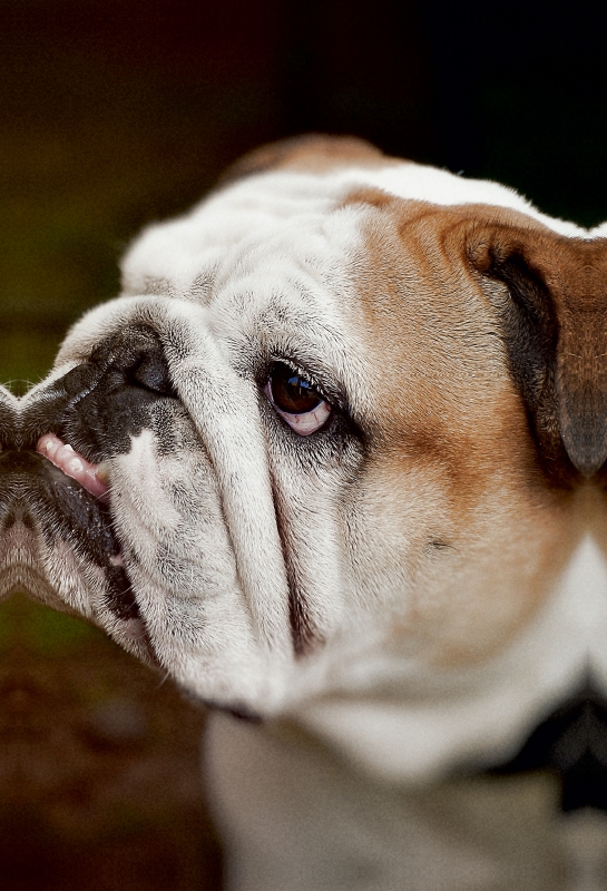 Englische Bulldogge